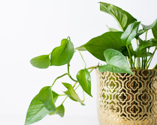 Best Types of Pothos Cultivars For Indoor Gardens