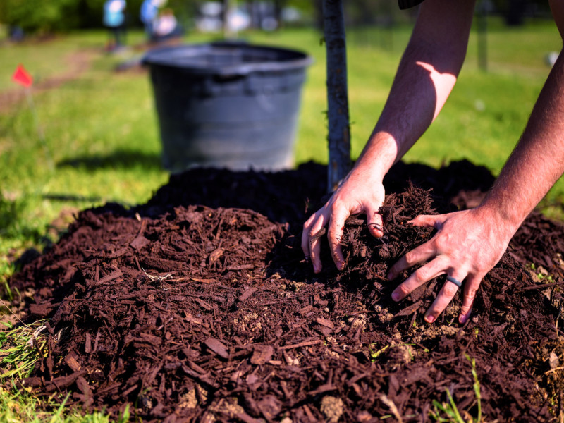 Different Types of Mulch for Your Garden