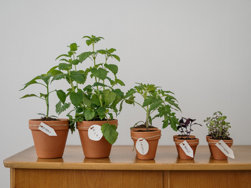 Gardening In Pots: How To Start Your Herb Garden