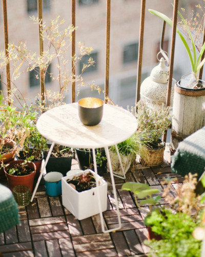 Herbs in Your Balcony Garden