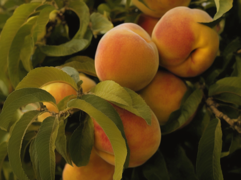 How do you fix a peach tree disease