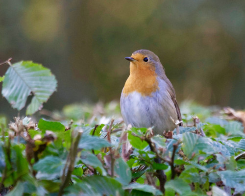 How to Attract Birds to Your Garden