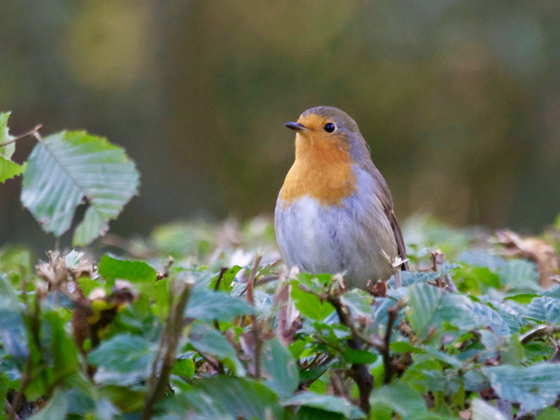 How to Attract Birds to Your Garden