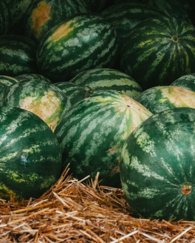 How to Grow Delicious Watermelons in Your Backyard