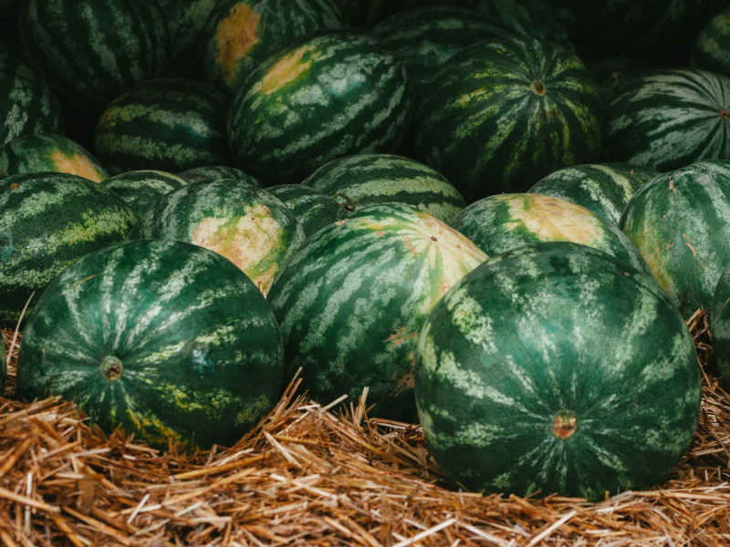 How to Grow Delicious Watermelons in Your Backyard