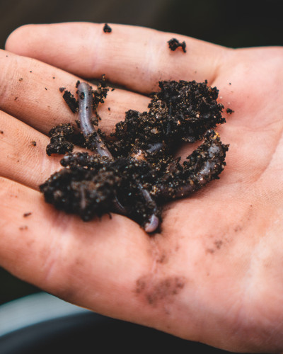 How to Make a Wormery: The Ultimate Guide to Recycling Kitchen Scraps and Creating Nutrient-Rich Fertilizer