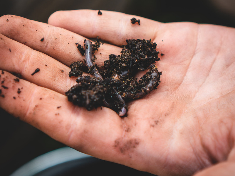 How to Make a Wormery: The Ultimate Guide to Recycling Kitchen Scraps and Creating Nutrient-Rich Fertilizer