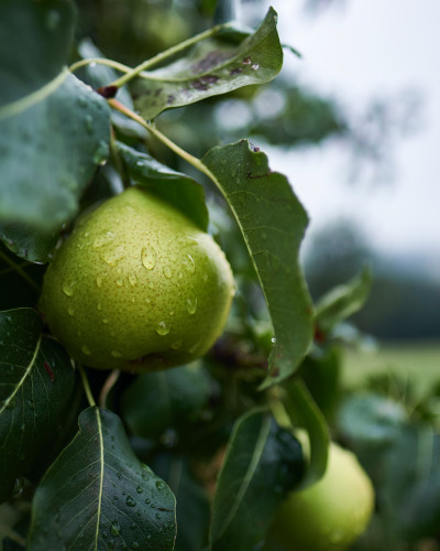 How to Plant Fruit Trees: The Complete Guide