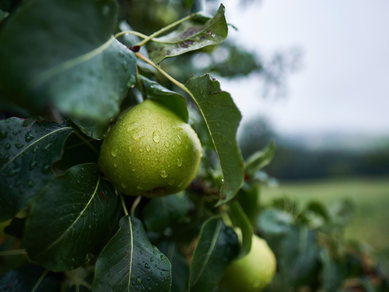 How to Plant Fruit Trees: The Complete Guide