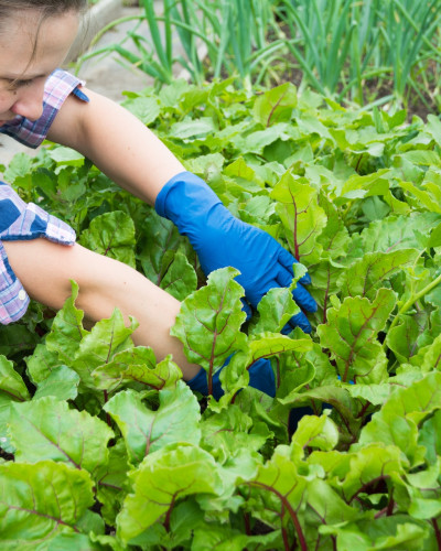 How To Start an Organic Garden