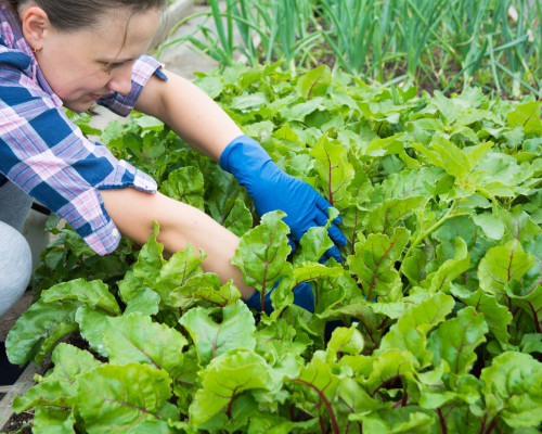 How To Start an Organic Garden