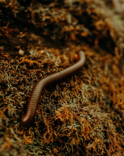 Worms: Nature's Recyclers and the Heartbeat of a Flourishing Garden