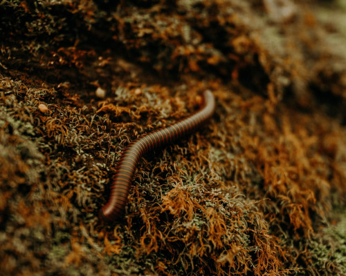 Worms: Nature's Recyclers and the Heartbeat of a Flourishing Garden