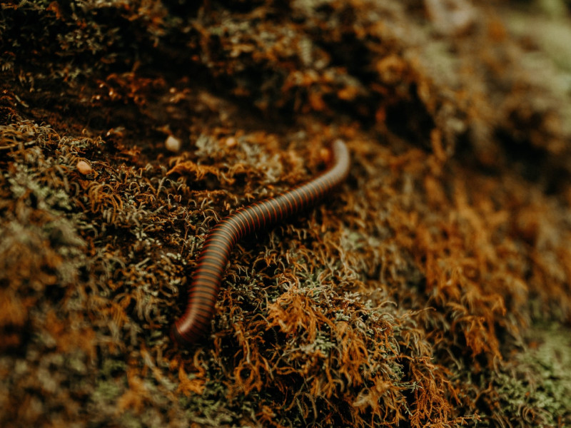 Worms: Nature's Recyclers and the Heartbeat of a Flourishing Garden